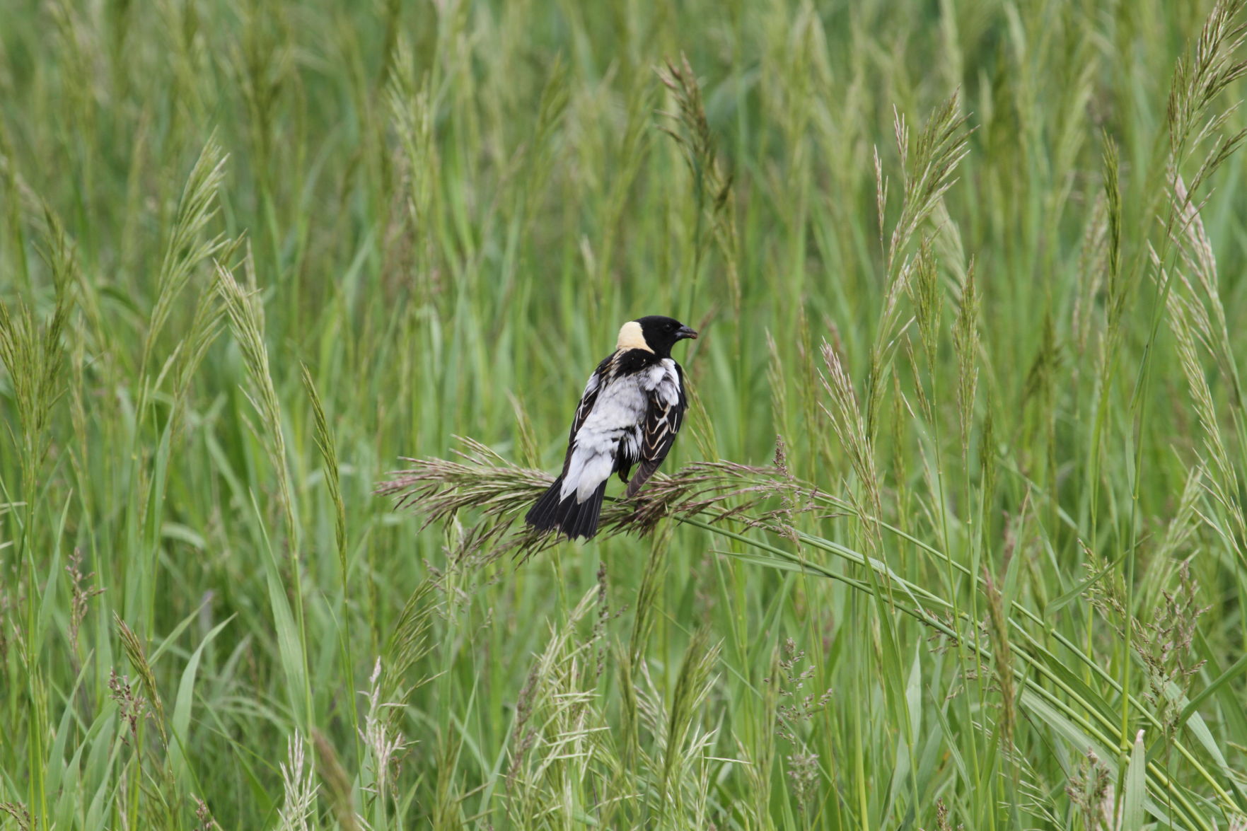 KeithGeluso_20130603_Crane Trust_0031.JPG